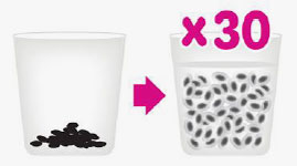 Basil-Seeds Packed with Basil Seeds, the Diet Food Everyone is Talking About!