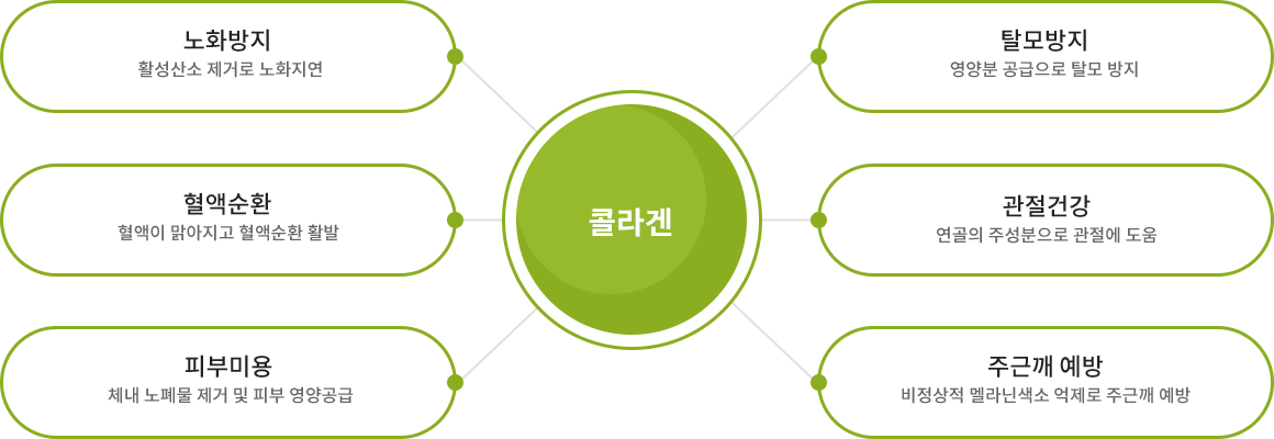 collagen_ko collagen