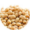 White Beans